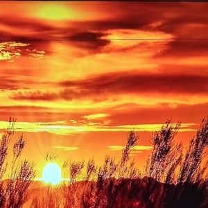 Meet your Posher, Viola